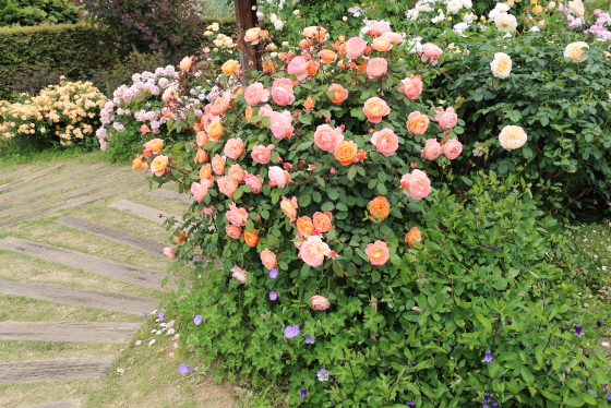 花菜ガーデンの風景