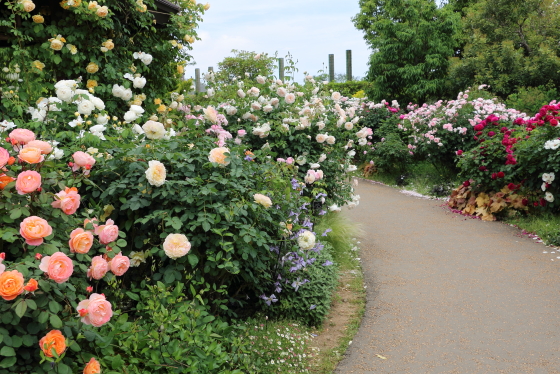 春の花菜ガーデンの風景