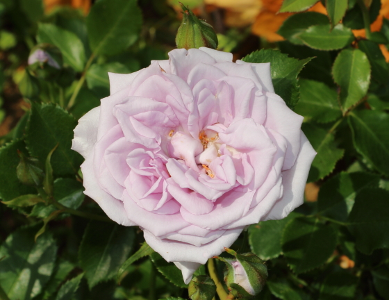 薔薇の海は剣弁高芯咲きの小輪花