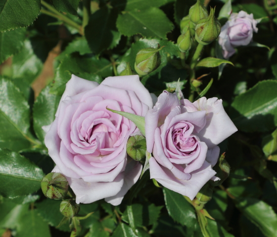 薔薇の海は半直立性で樹高は７０ｃｍ