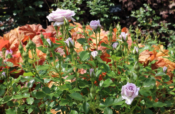 薔薇の海はラヴェンダー系の淡い紫色