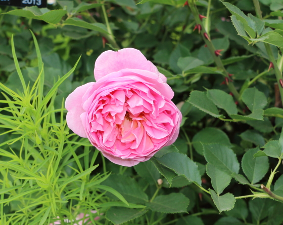 ボスコベルはロゼット咲きの花形