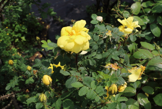 枝は細くて繊細なのでうつむいて開花します