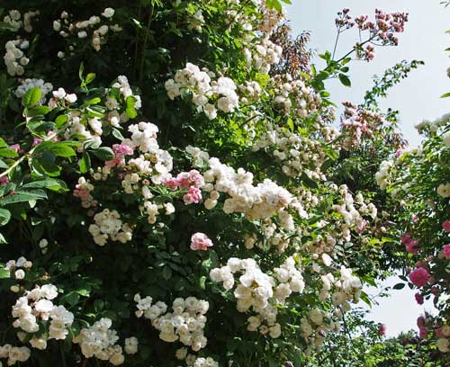 春の花菜ガーデンにて