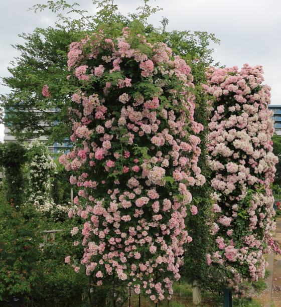 キュー植物園で作出されたバラ