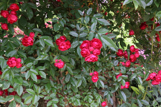 紅玉はつる性の樹形で３ｍ以上に生育します