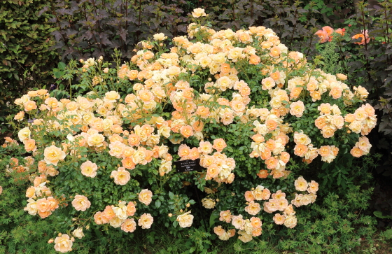 春の開花後も秋まで繰り返し咲きます