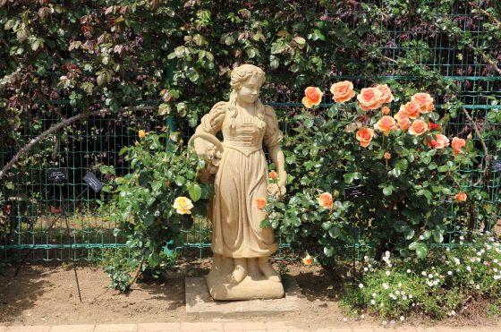 春の花菜ガーデン風景