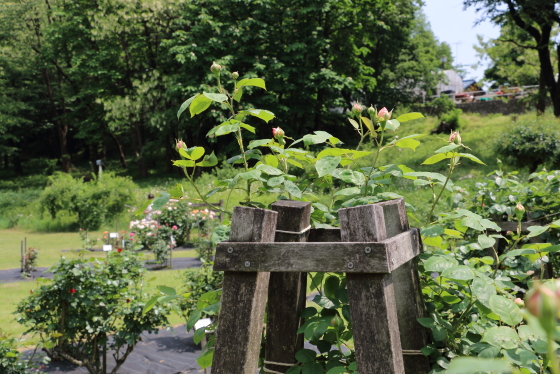 野津田バラ園の風景