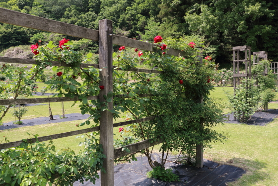 野津田バラ園の風景