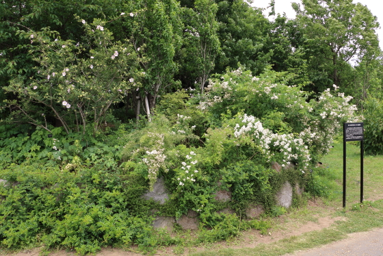 春の花菜ガーデンの風景