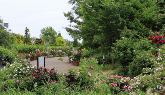 花菜ガーデンの風景