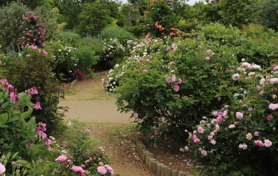 花菜ガーデンの風景です