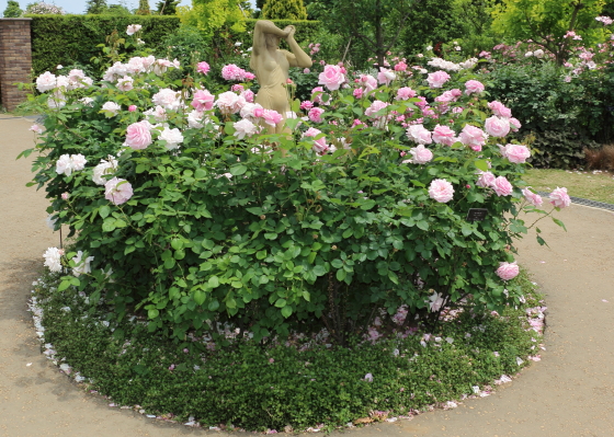 花菜ガーデンの風景