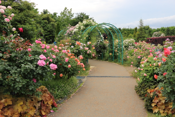 花菜ガーデンの園内風景