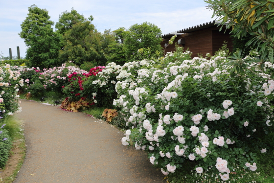 花菜ガーデンの風景