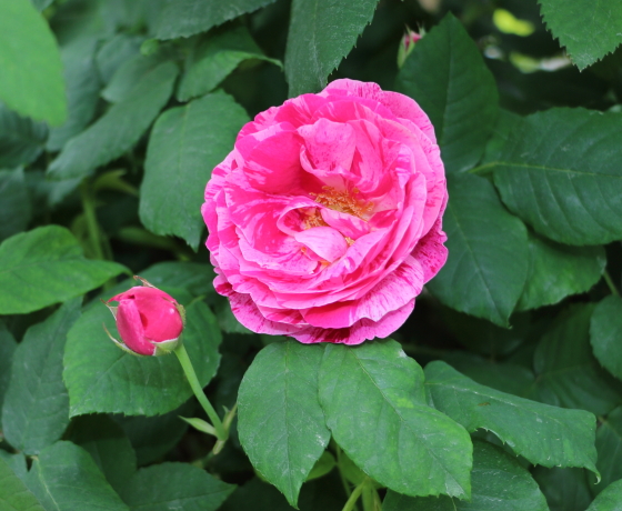 花色は濃い赤色のストライプが入る