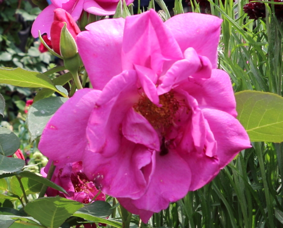 赤紫色の中輪サイズのバラ