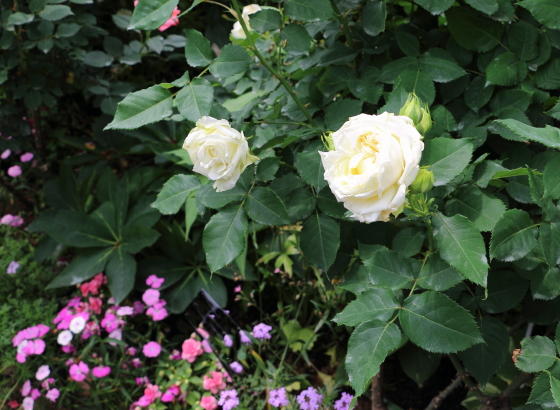 フルーツ系の芳香があるノース フレグランス