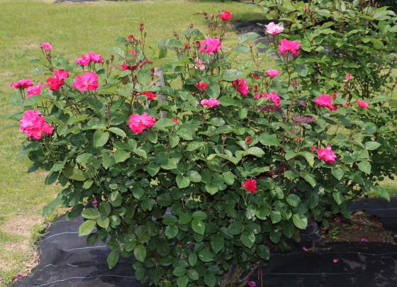 花名のとおり花弁が波打ちます