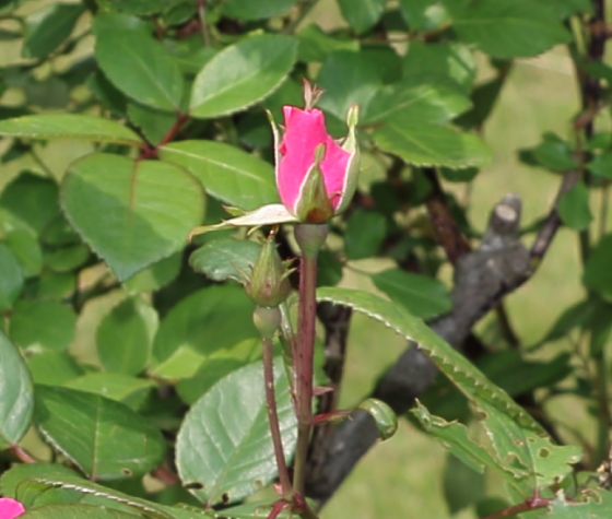 半八重平咲きの花容