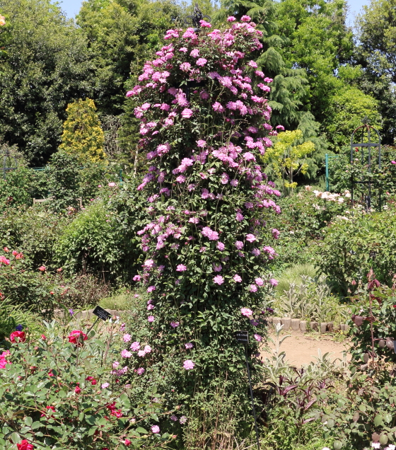 桃色の小輪サイズの花