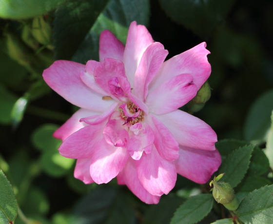 桃色の半八重咲きの花弁