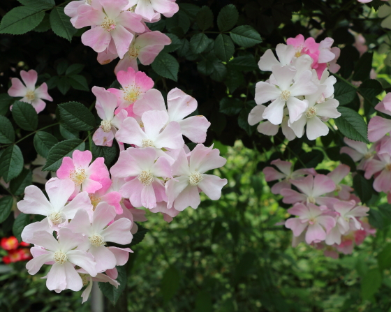 桜木は四季咲き性が強く秋まで咲き続ける