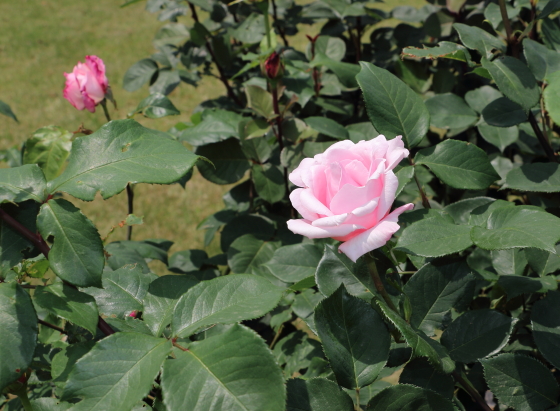 春芳は剣弁高芯咲きのバラ