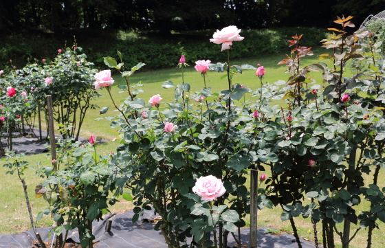 花枝が長いので切り花に向いている