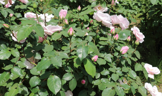 スヴニールドゥセントアンズはダマスク系の芳香がある