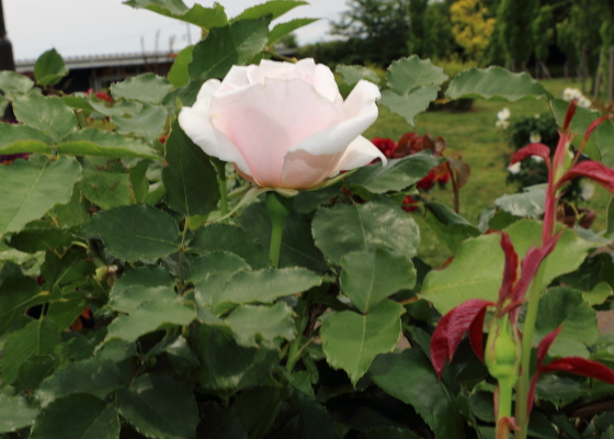 丸弁高芯咲きの花形