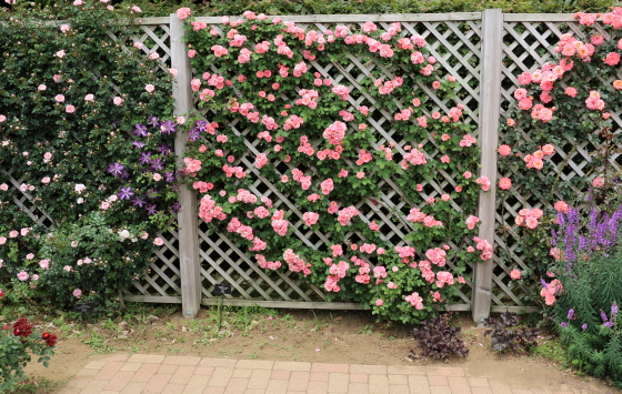 花菜ガーデンの風景