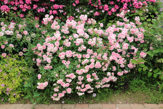 花菜ガーデンの風景