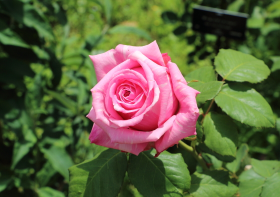 ブルゲメスター ベルガーはピンク色の花弁に白い絞りが入る