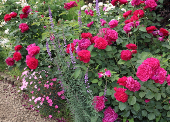 フルーツ系の芳香があるバラ