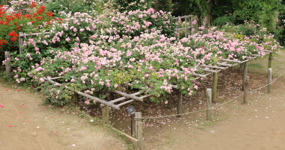 ローズピンク色のカップ咲き　ローブリッター