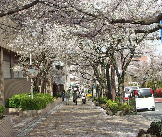 桜の咲く風景