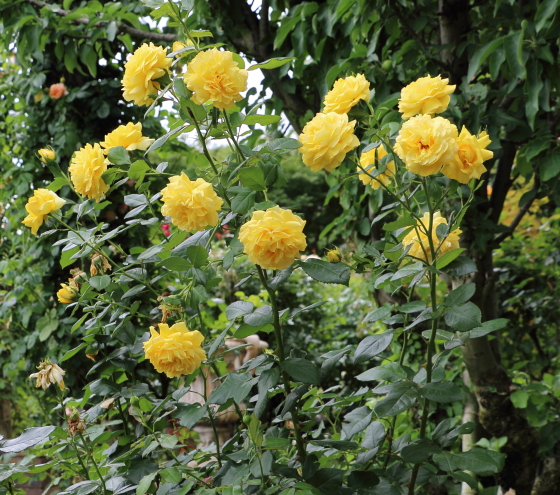 花枝が長いので切花用として広く利用されている