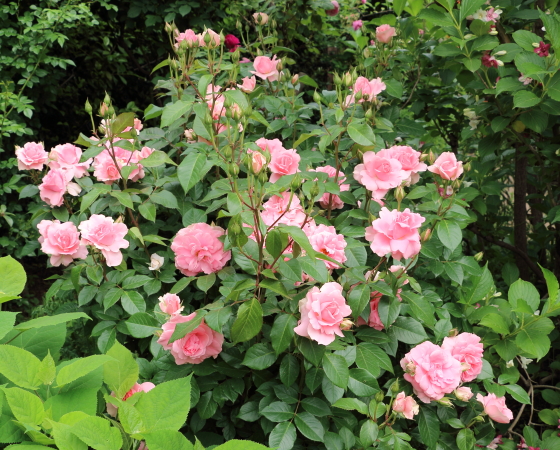 数輪の房咲きになり花つきがよいバラ