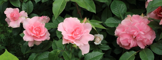 やや遅咲きで花もちは中程度