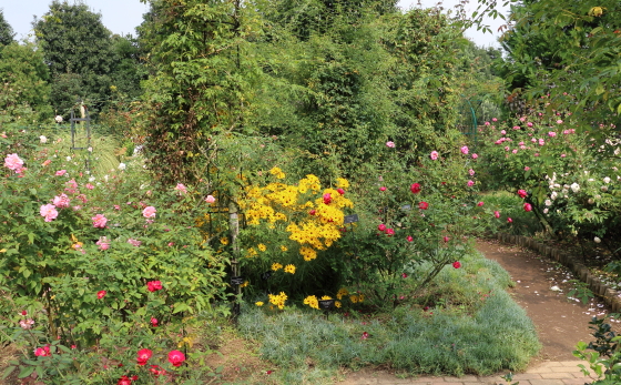 秋の花菜ガーデンの風景でっせ