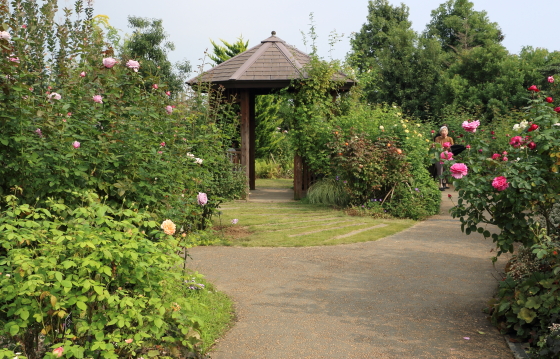 秋の花菜ガーデンの風景