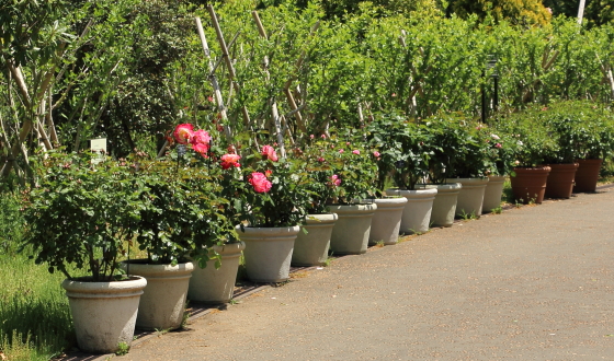 春の花菜ガーデンの風景