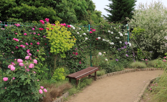 花菜ガーデンの風景