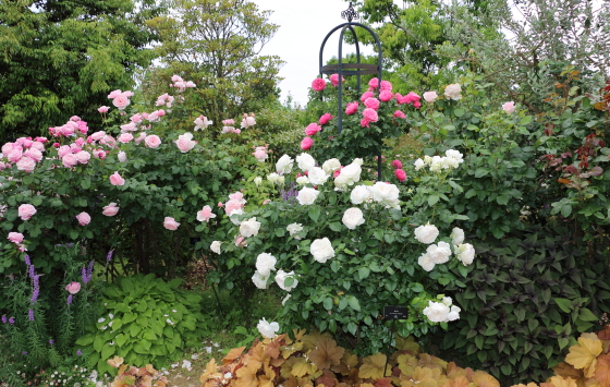 花菜ガーデンの風景