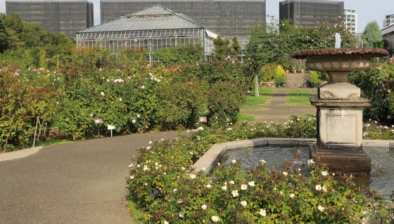 秋の京成バラ園の風景