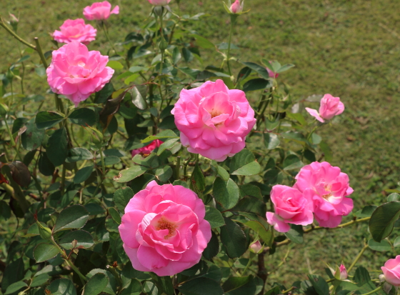 秋の花菜ガーデンの風景