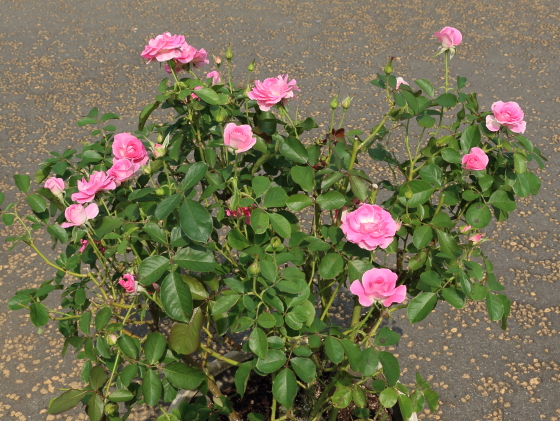 マリアージュ シャルマンの花色はピンクパープル色です