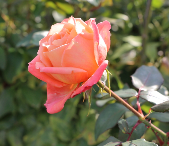 王朝 バラ 微妙で珍しいオレンジ色の花色を楽しめる イパネマおやじ イパネマおやじ ハーブとバラ 育てる楽しさは１株から心と風景が豊かになる夢の時間